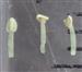  Stamens